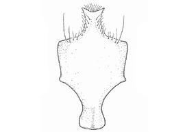   Anthidium atrifrons  male, diagram showing ventral view of eighth sternum (S8), diagram from Gonzalez and Griswold 2013 

